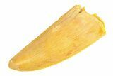 Serrated, Raptor Tooth - Real Dinosaur Tooth #291864-1